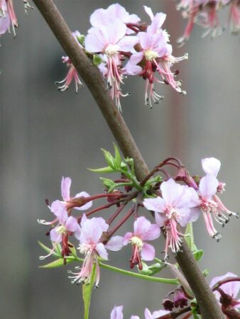 mexican buckeye ungnadia flower | SAWS Garden Style Conservation Water Saver San Antonio Texas