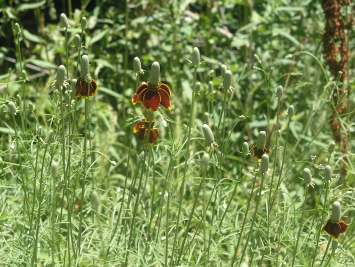 mexican hat flower form