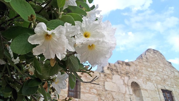 Mexican Olive Blooms