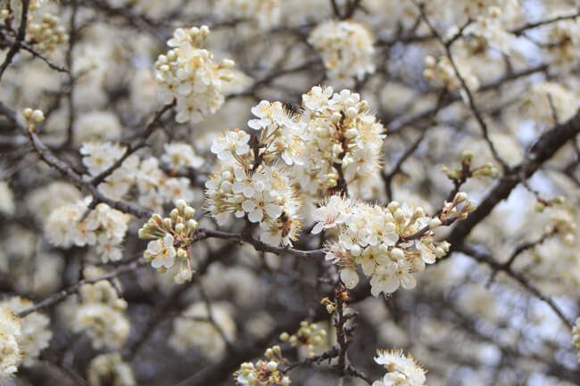 mexican plum prunus mecicana flower details | SAWS Garden Style Conservation Water Saver San Antonio Texas