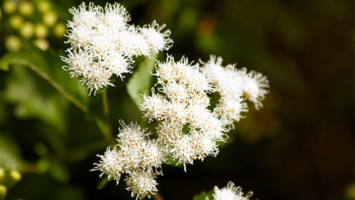 Mistflower