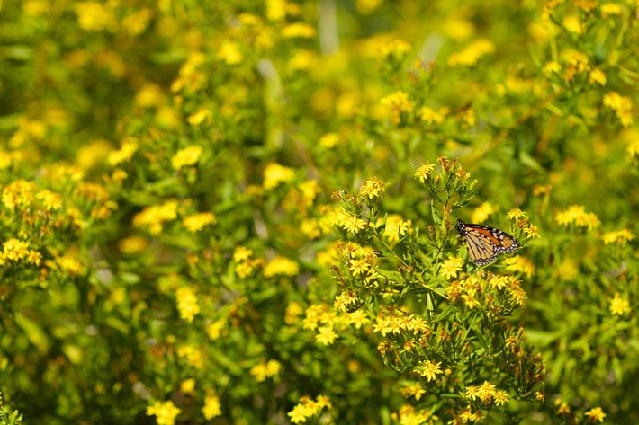 Monarch Butterfly