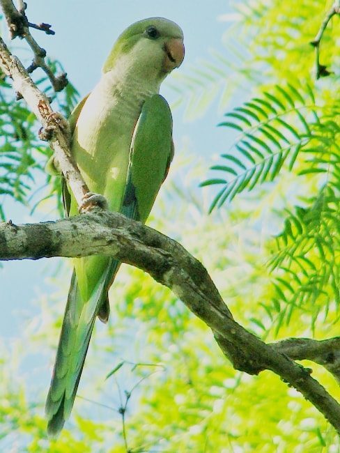Monk Parakeet at Concepcion Park
