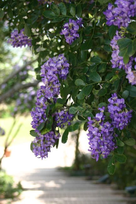 Texas Mountain Laurel