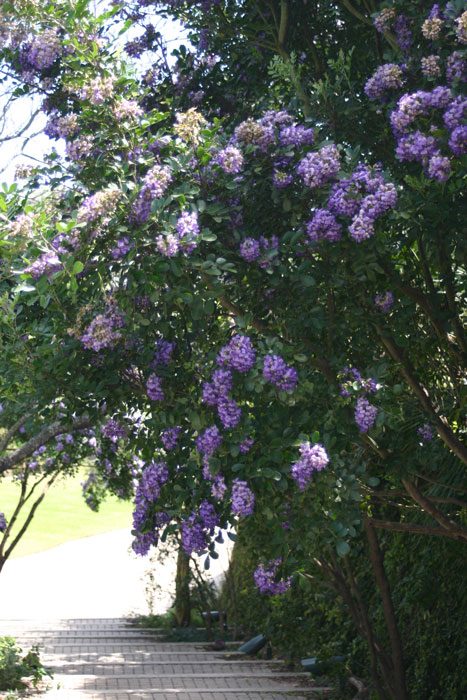 Texas Mountian Laurel