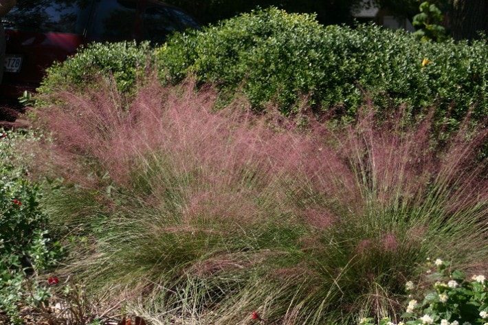 Muhly Grass