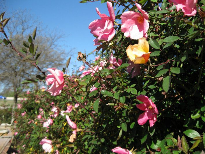 Earth-Kind® Mutabilis Rose