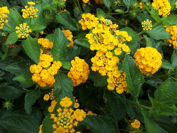 New Gold Lantana Blooming