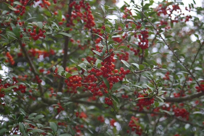 yaupon berries on tree