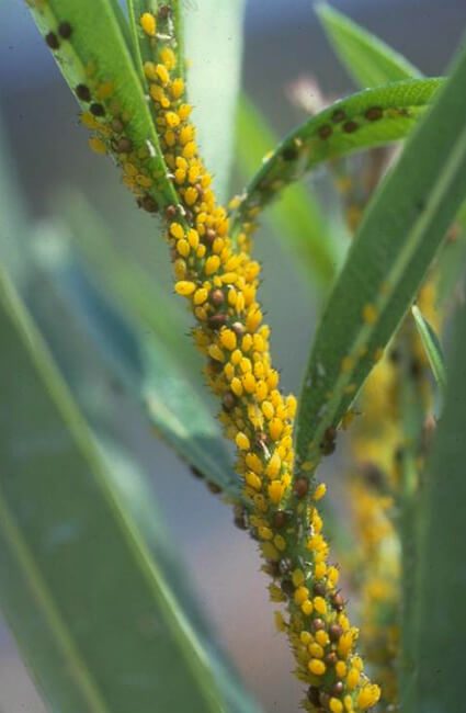 Oleander Aphids