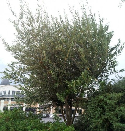 european olive tree