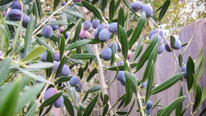 olive tree with black olives on it