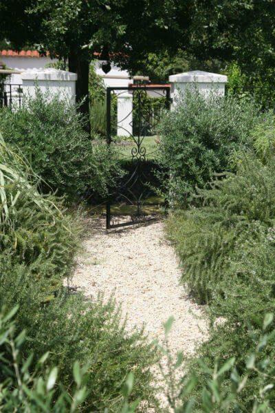 olive plants lining walkway | SAWS Garden Style Conservation Water Saver San Antonio Texas