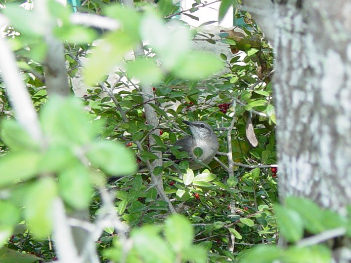 Mockingbird on Yaupon branches