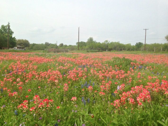 Indian Paintbrushes