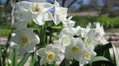 Paperwhites flowers