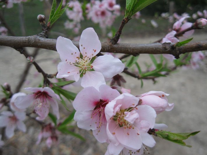 Peach Tree Blooms