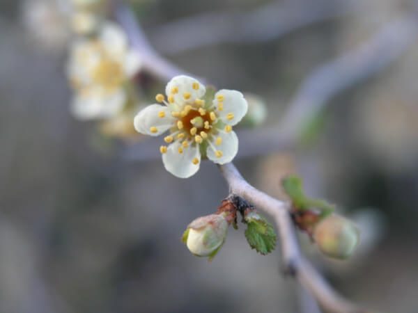 Peach and Peachbush