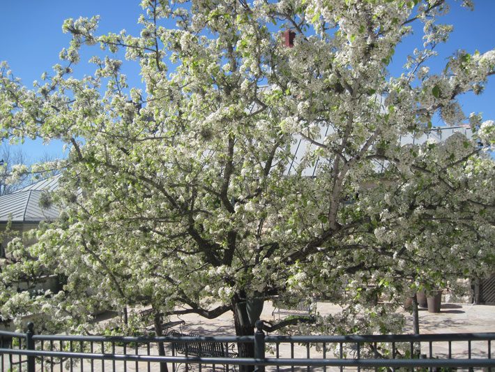 Pear Tree Blooms