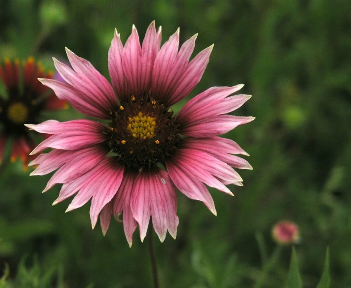 pink gallardia flower detail