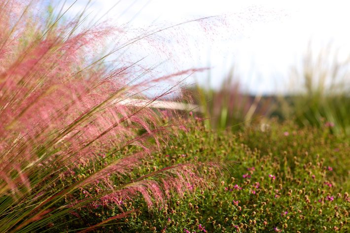 Pink Muhly Grass and Black Dahlia