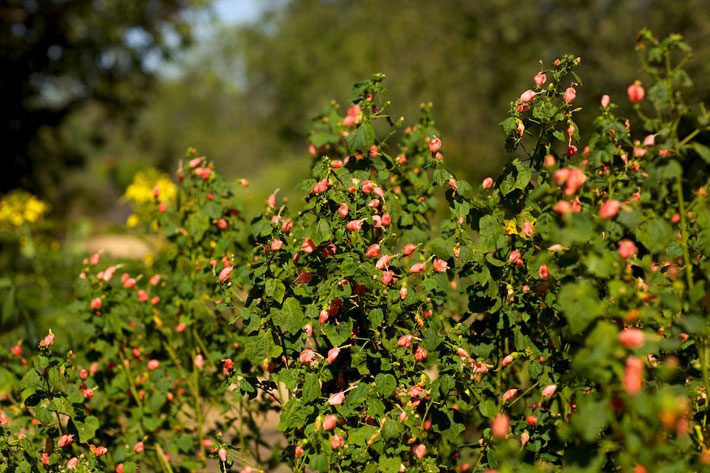 Pink Turks Cap Blooming