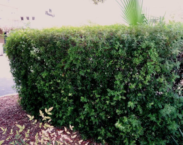 Texas Pistache Shrubbery
