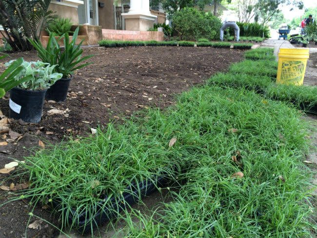 replacing grass with other plants | SAWS Garden Style Conservation Water Saver San Antonio Texas