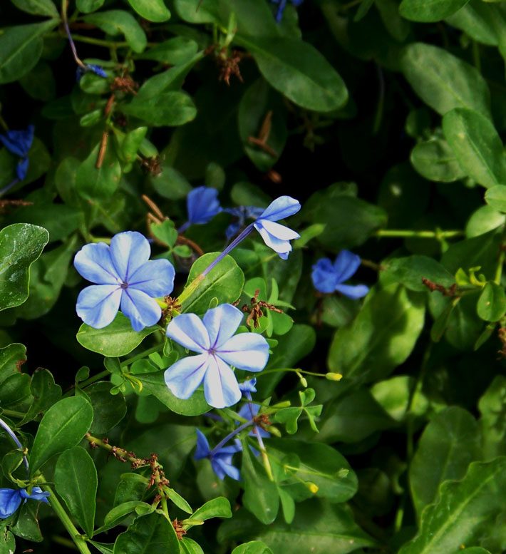 Plumbago Closeup Purple Blue Flower