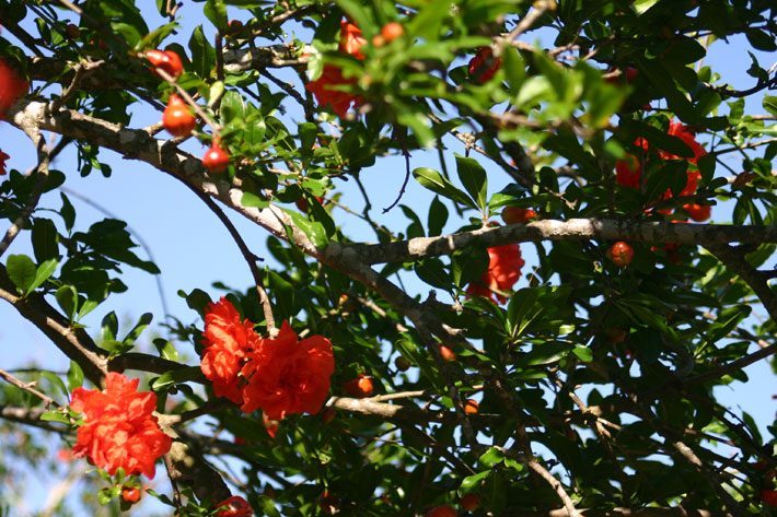 Pomegranate Flowers
