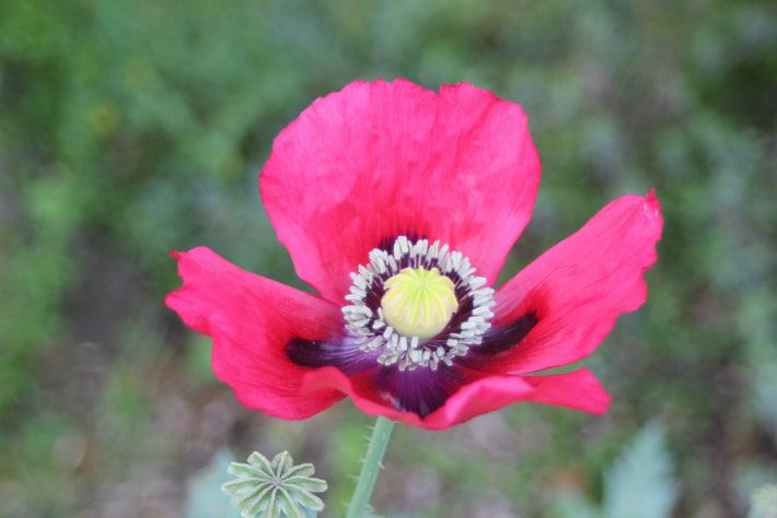 poppy close up