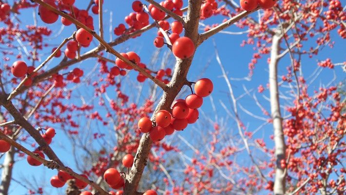 possumhaw fruit tree