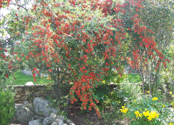 possumhaw plant red blooms