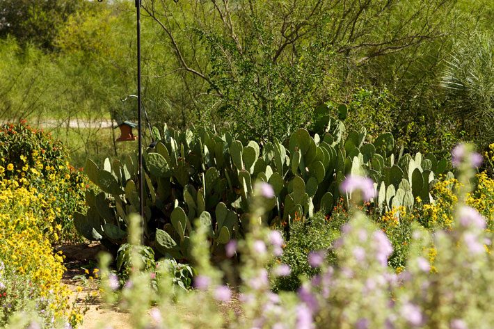 Prickly Pear Wildscape