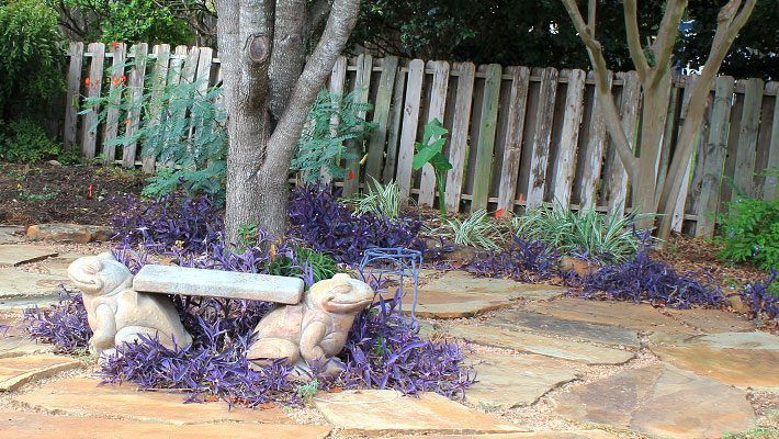 Purple Heart Pops onto Patio