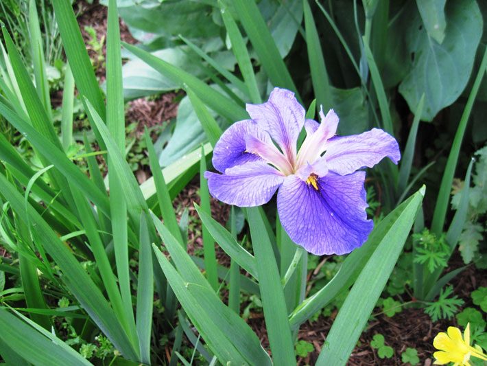 Purple Iris