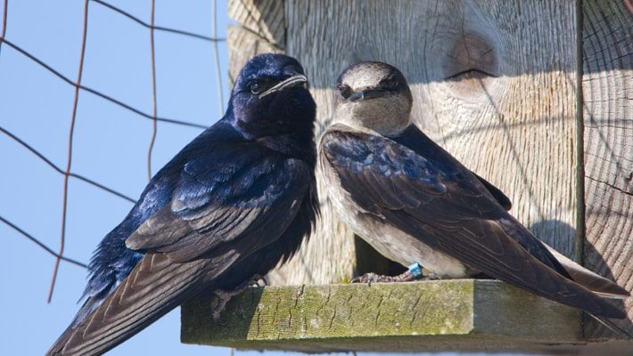 purple martins couple