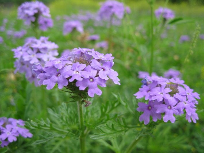 purple prairie verbena flower detail