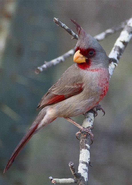 pyrrhuloxia desert cardinal dave allen
