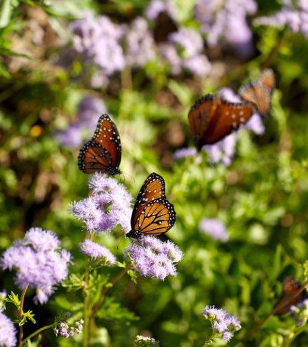 Butterflies on blue mistflower