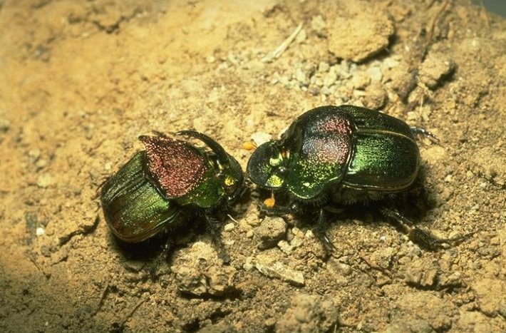 rainbow scarab beetles drees