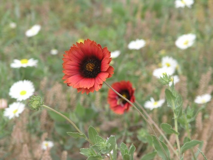 Red Gallardia