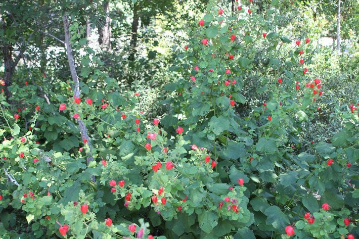 Red Turk's Cap in Shade