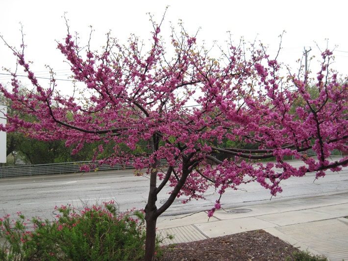 redbud blooms on tree