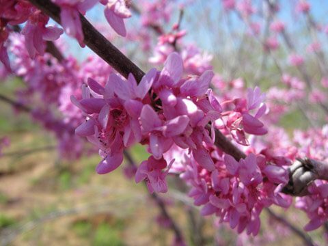redbud cercis canadensis detail blooms | SAWS Garden Style Conservation Water Saver San Antonio Texas