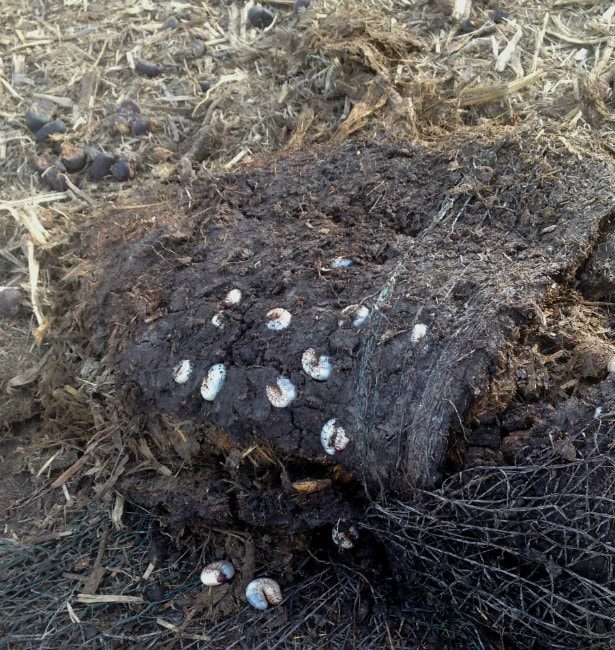 Rhinoceros Beetle Grubs Under Hay