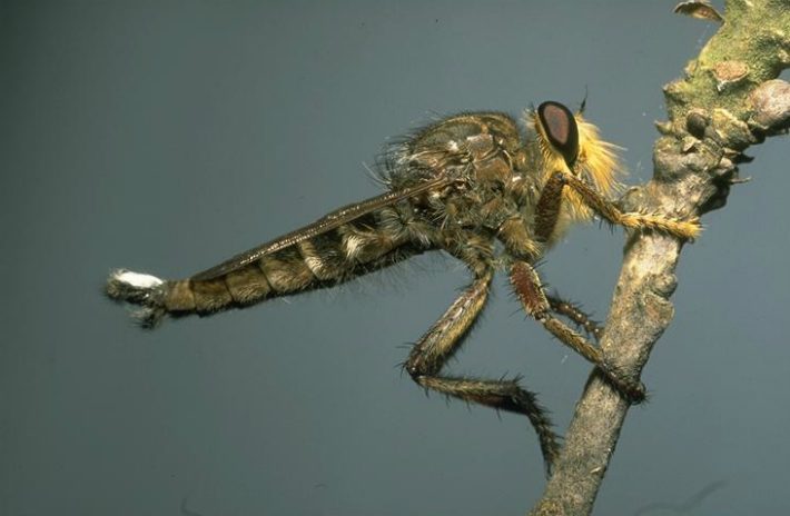 robber fly drees