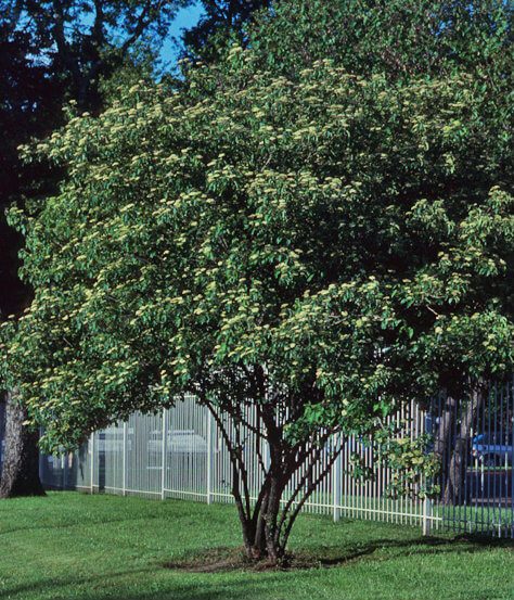 Roughleaf Dogwood Tree