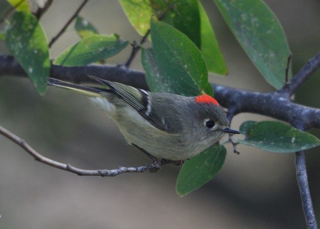 ruby crowned kinglet paul pruitt