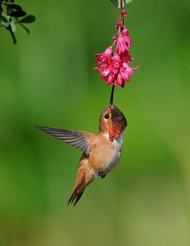 plants for humming birds, hummingbird eating upside down